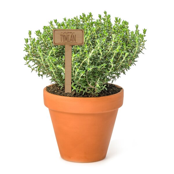 Zápich do květináče tymián