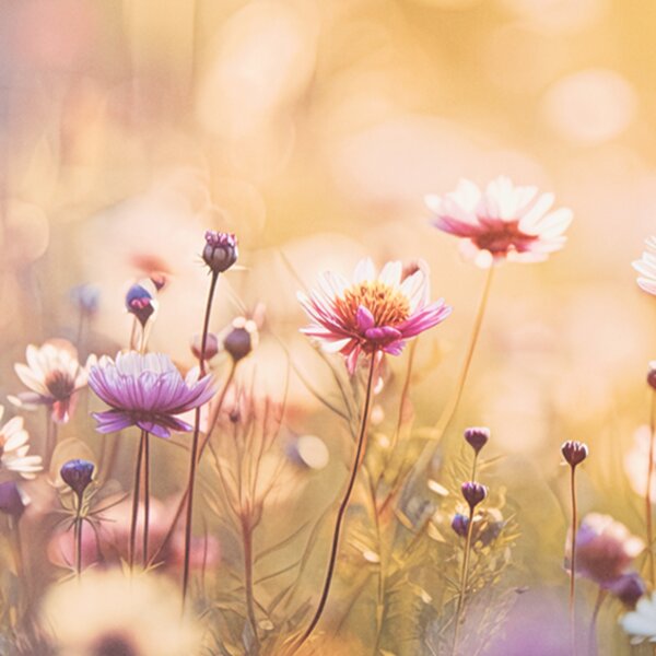 Prostírání luční kvítí 43x28 cm