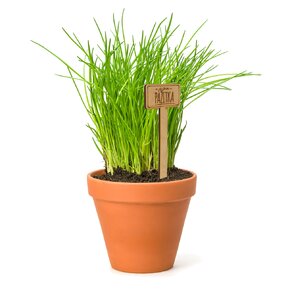 Zápich do květináče pažitka