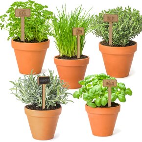 Zápich do květináče uni